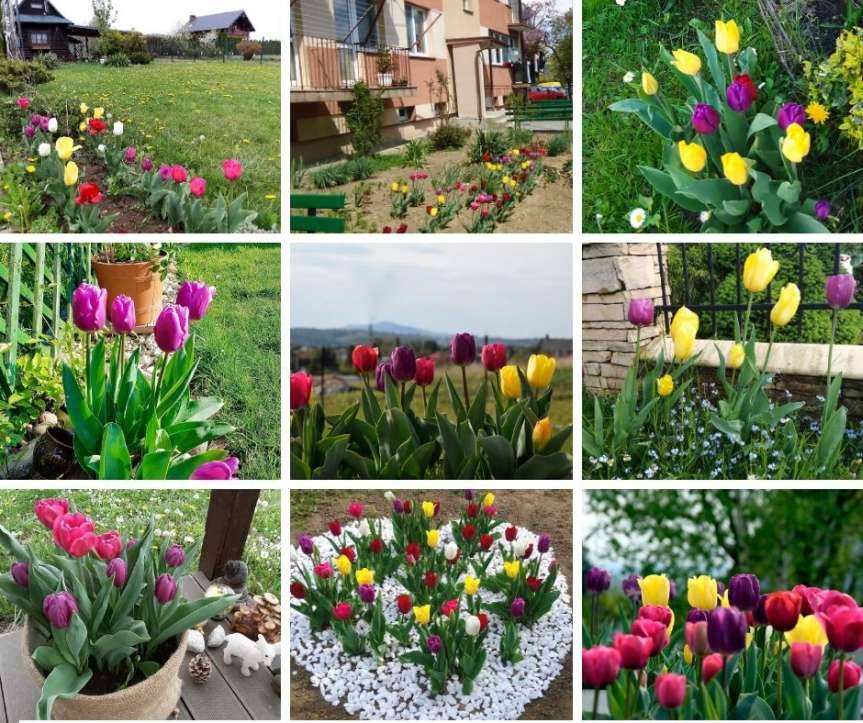 Jasło w tulipanach. Konkurs rozstrzygnięty