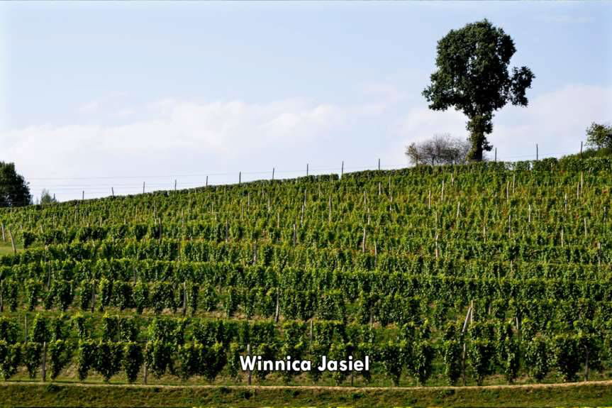 Gmina Jasło. Na szlaku winnic