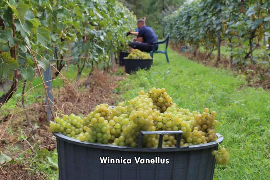 Gmina Jasło. Na szlaku winnic