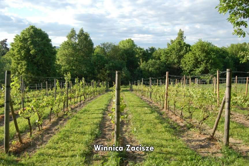 Gmina Jasło. Na szlaku winnic