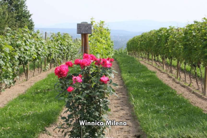 Gmina Jasło. Na szlaku winnic