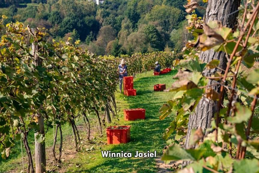 Gmina Jasło. Na szlaku winnic