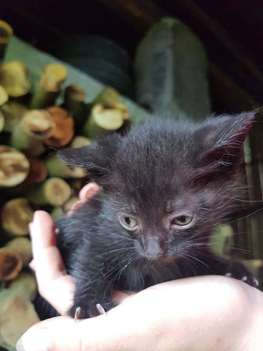 Brzyska. Koty do wzięcia