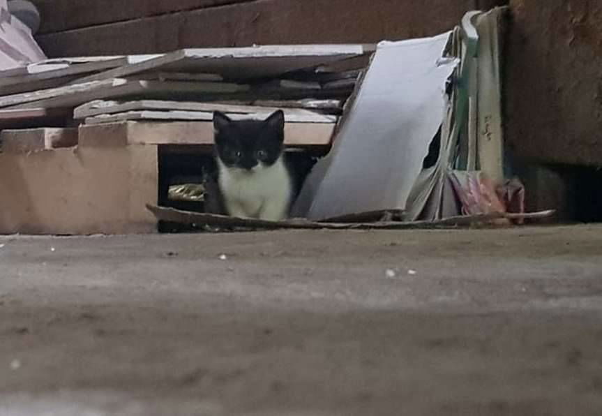 Brzyska. Koty do wzięcia