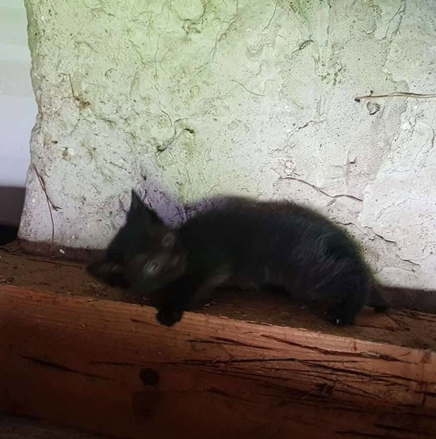 Brzyska. Koty do wzięcia