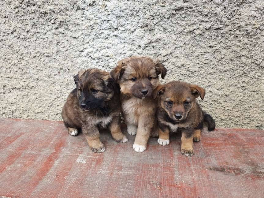 Błażkowa. Znaleziono pieski