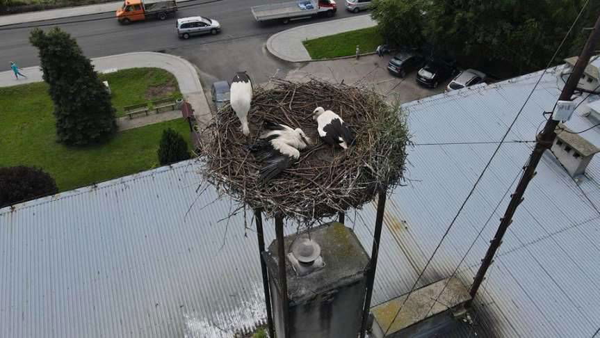 Skołyszyn. Akcja bocianie gniazdo