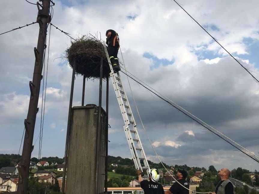 Skołyszyn. Akcja bocianie gniazdo