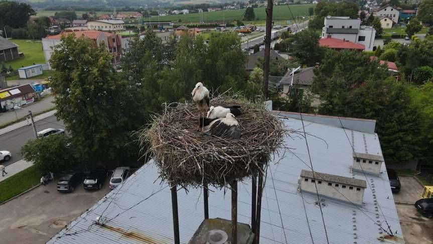 Skołyszyn. Akcja bocianie gniazdo