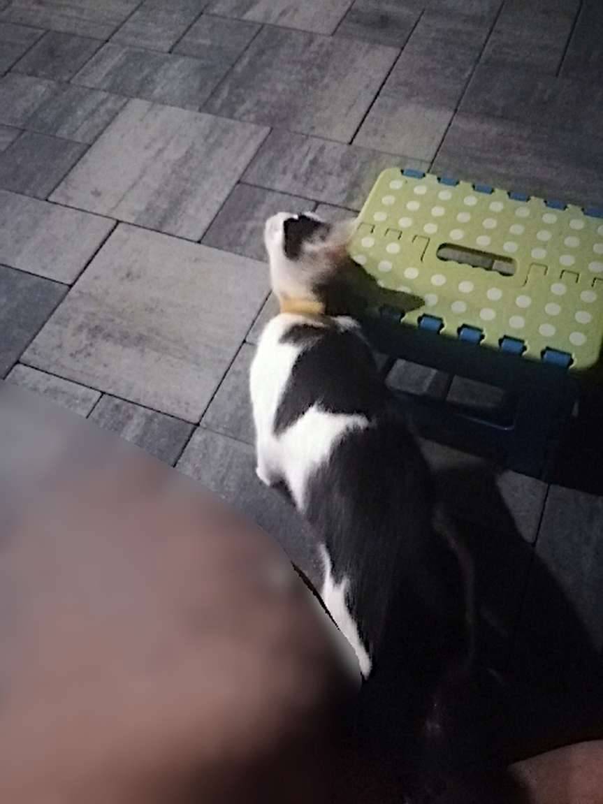 Skołyszyn. Zaginął kot