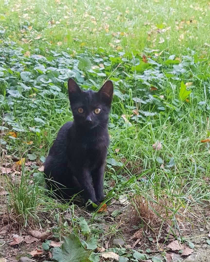 Brzyska. Znaleziono dwa młode kotki