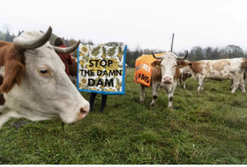 Myscowa. Happening z krowami przeciw budowie zapory