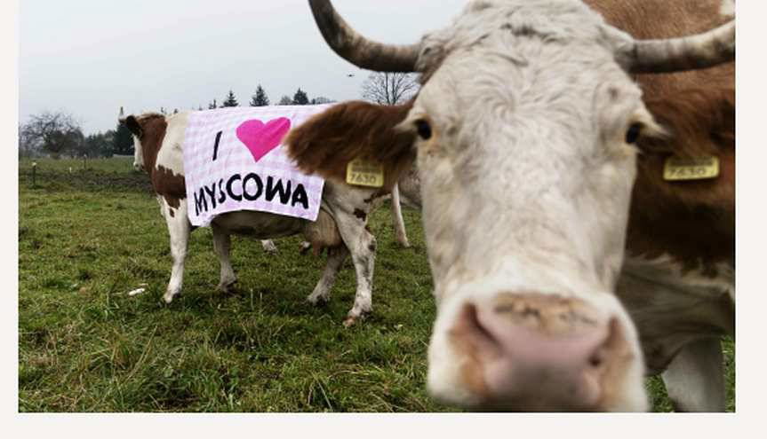 Myscowa. Happening z krowami przeciw budowie zapory