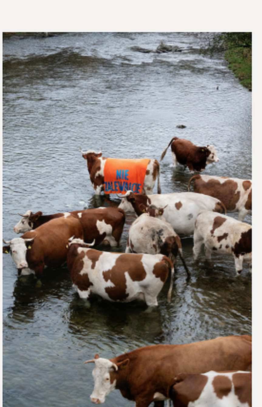 Myscowa. Happening z krowami przeciw budowie zapory