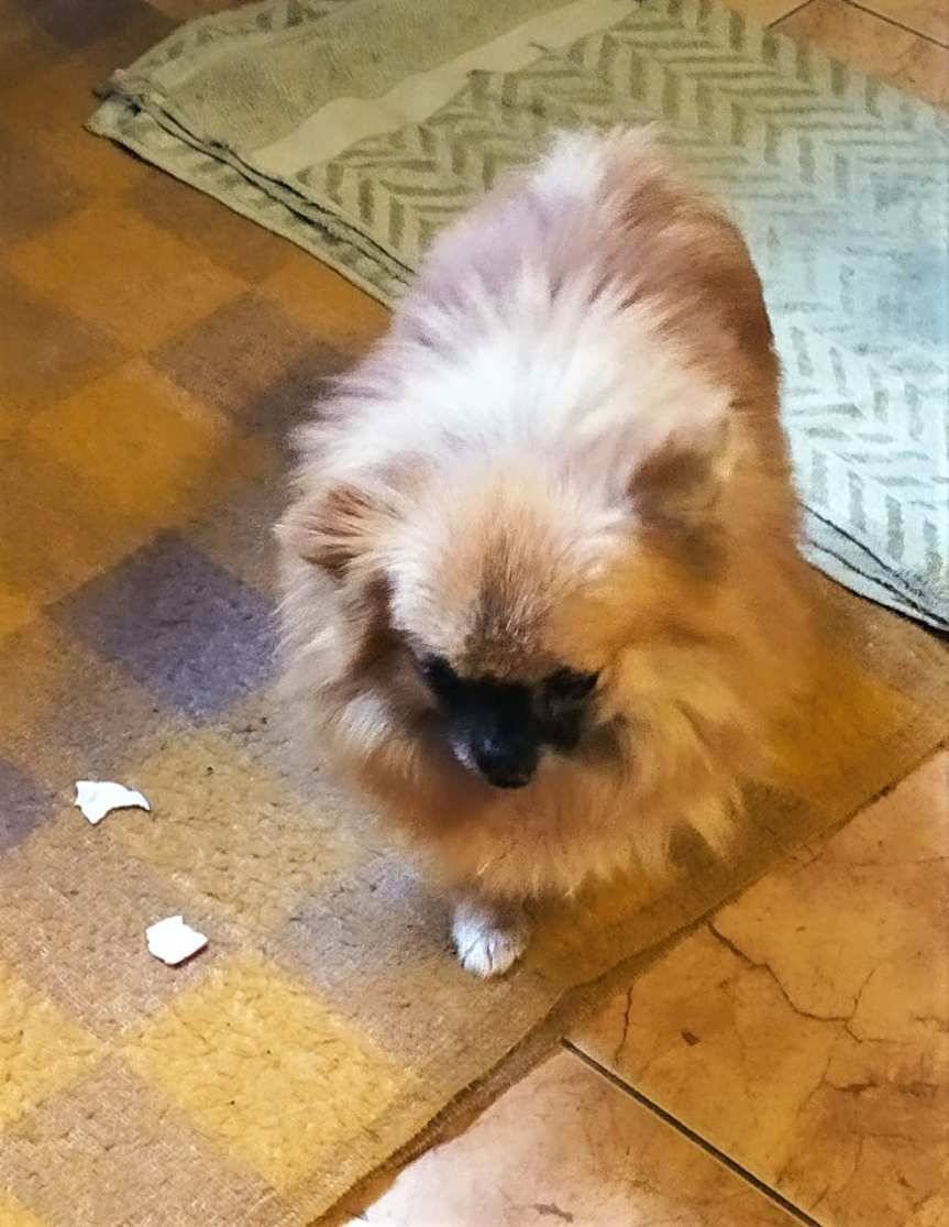 Chcesz psa - jest do przygarnięcia w Skołyszynie