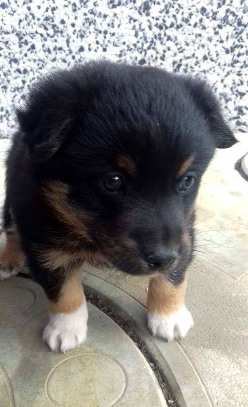 Skołyszyn. Kolejny piesek czeka na właściciela