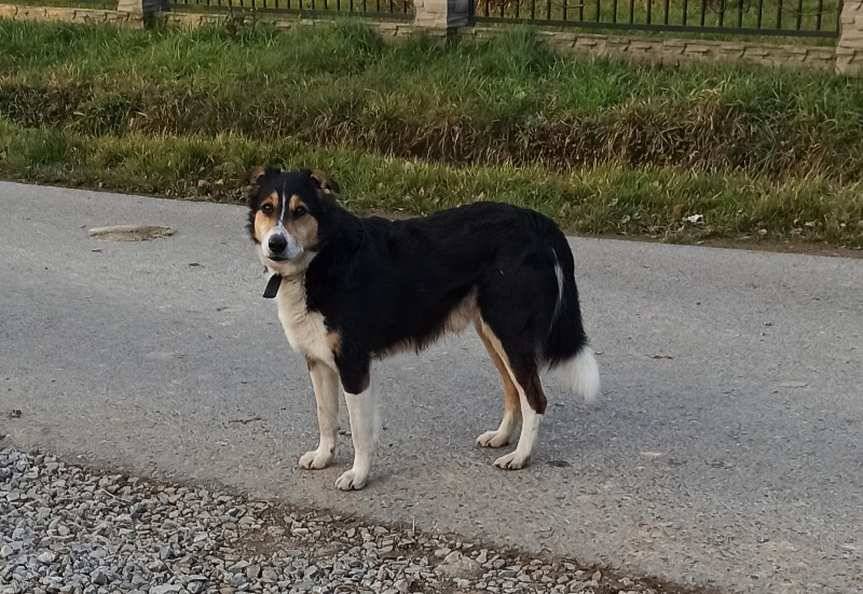 Kto chce przygarnąć psa?