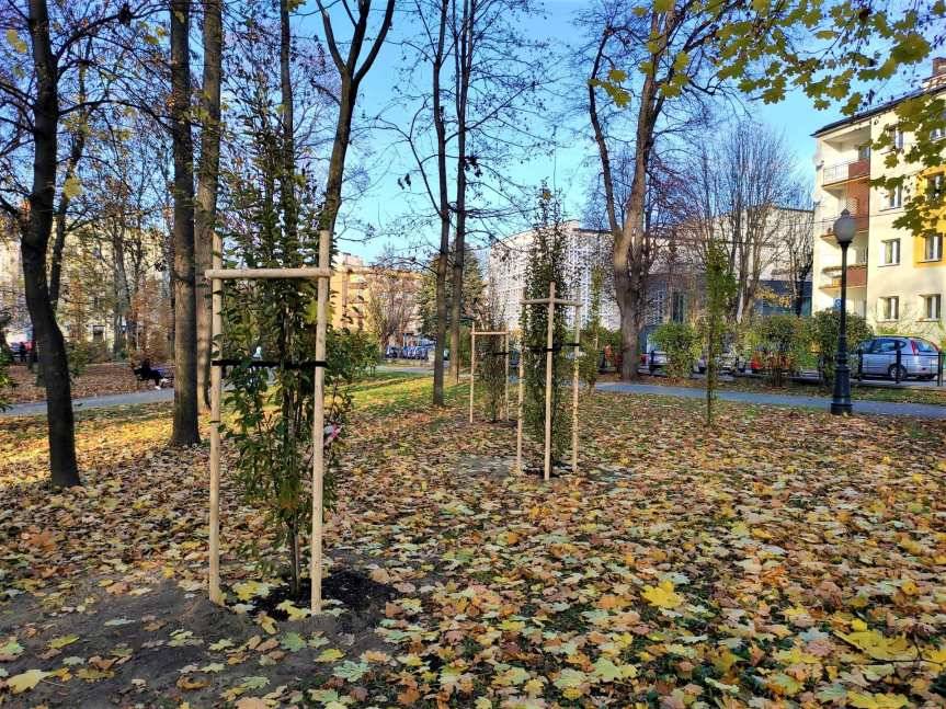 Graby, lipy, buki, klony i dęby posadzono w Jaśle