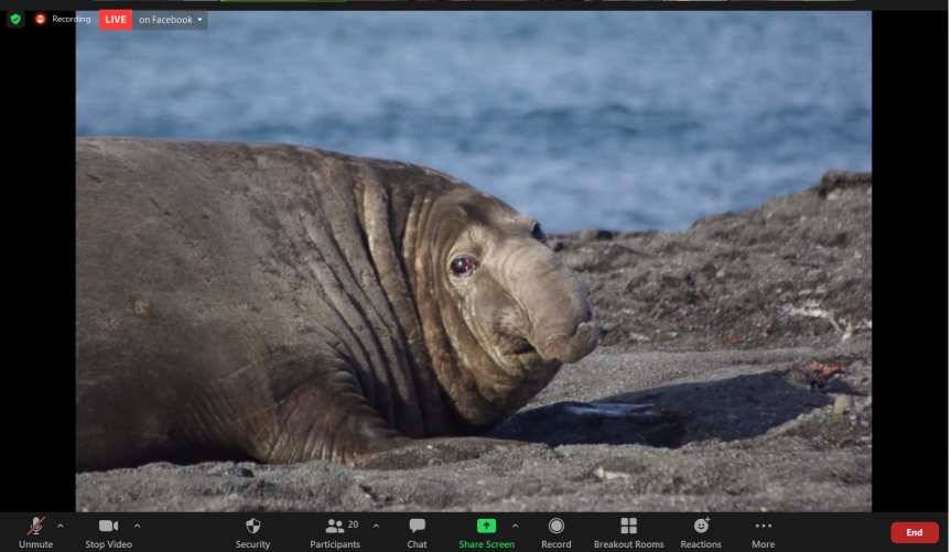 MBP w Jaśle. Spotkania online z Mikołajem Golachowskim: radośnie w kręgu zwierząt