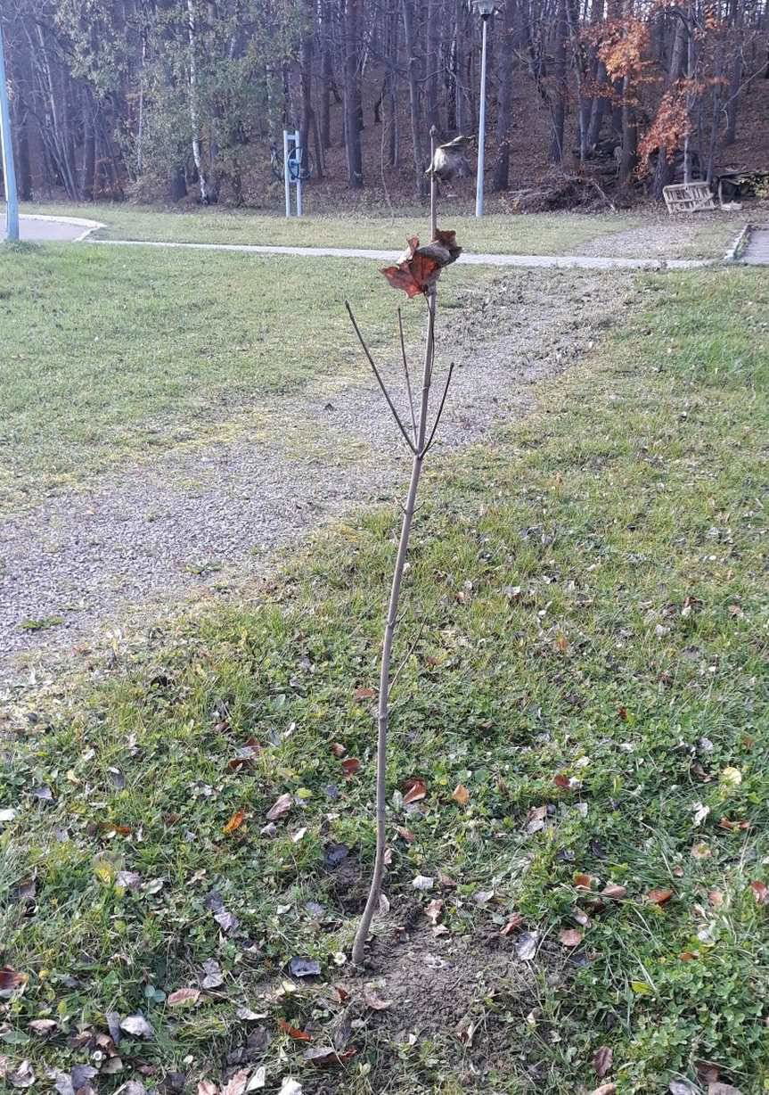 Powiat Jasielski. Posadzono drzewa miododajne