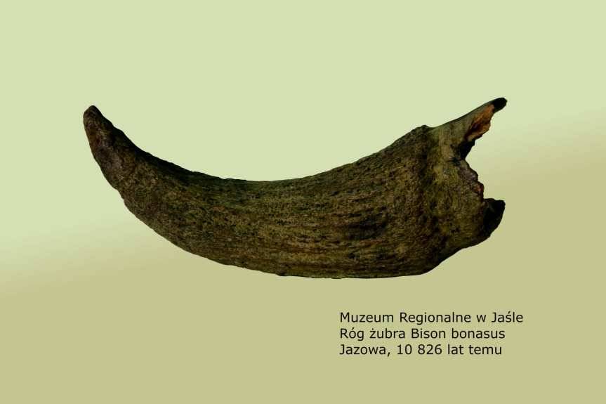 Eksponat z jasielskiego muzeum rewelacją naukową