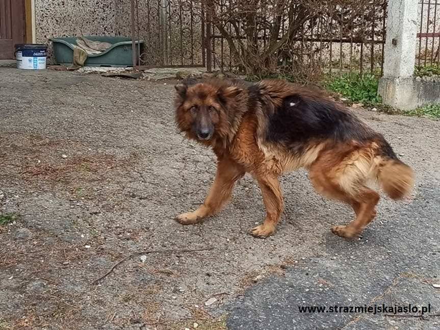 Jasło. Zostawił psa na pastwę losu