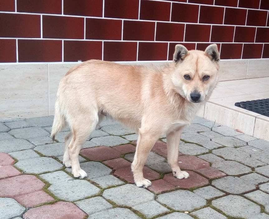 Skołyszyn. Kto przygarnie psa?