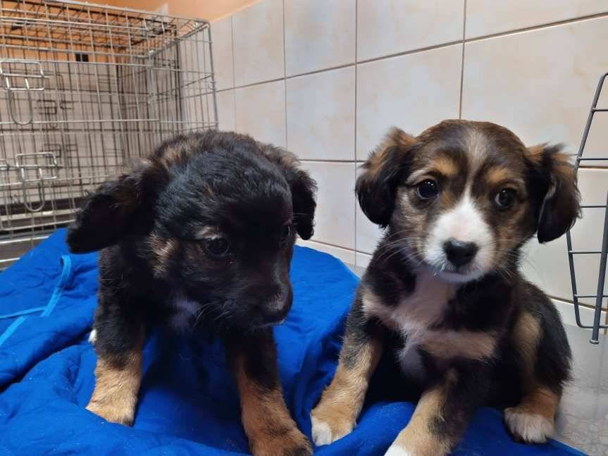 Bezdomne szczenięta w Nowym Żmigrodzie