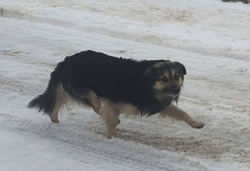 Brzyska. Znaleziono psa