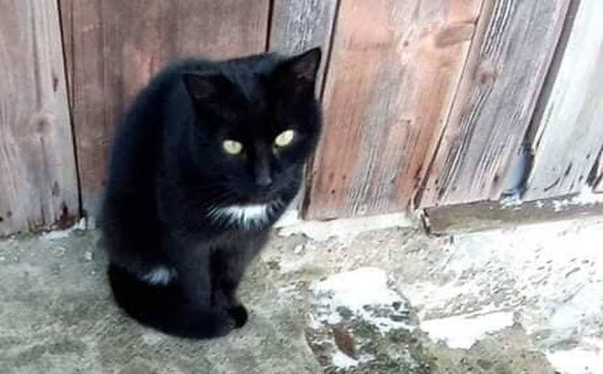 Harklowa. Dom dla kota