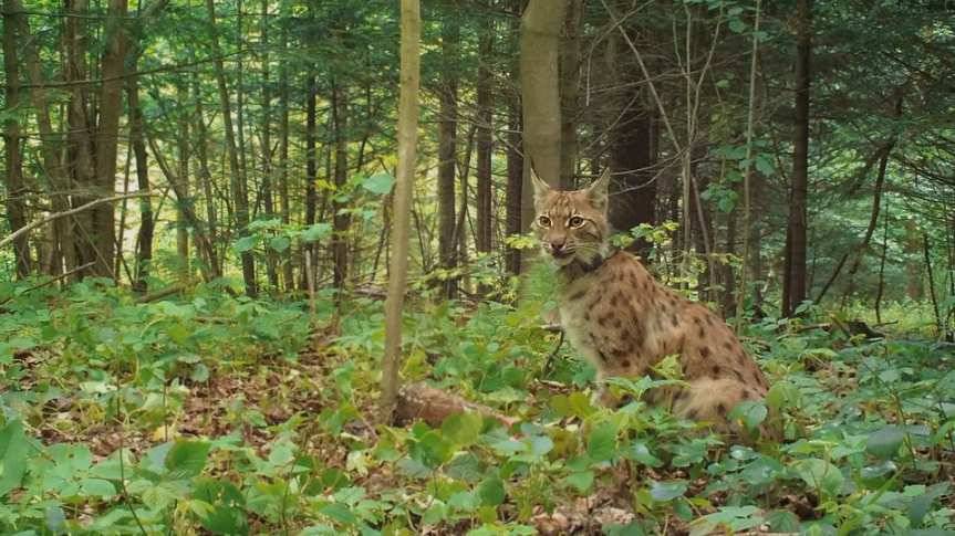 Ryś (z nadajnikiem) poluje w Beskidzie Niskim