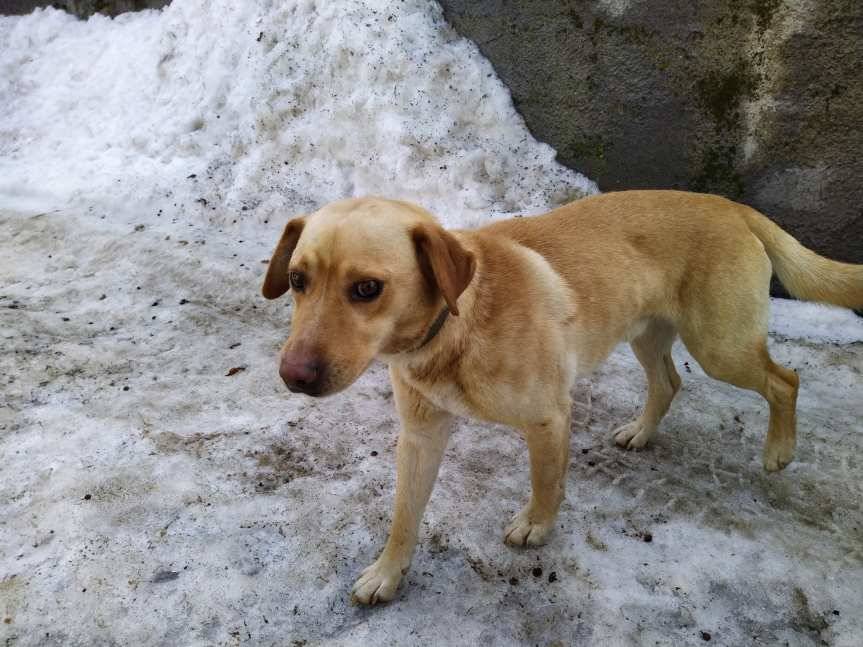 Nowy Żmigród. Pies do adopcji