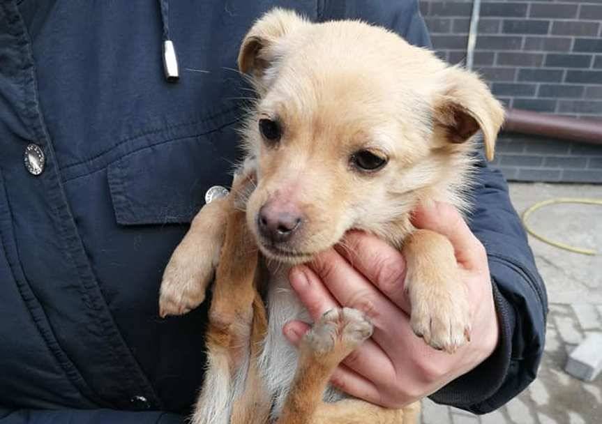 Kołaczyce. Kto przygarnie pieski?