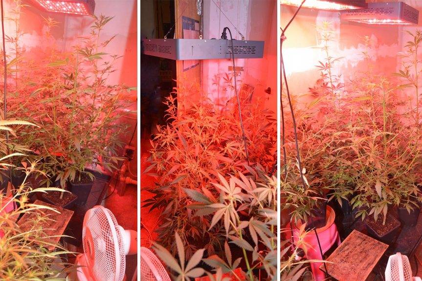 Marihuana i plantacja konopi indyjskich w gminie Skołyszyn