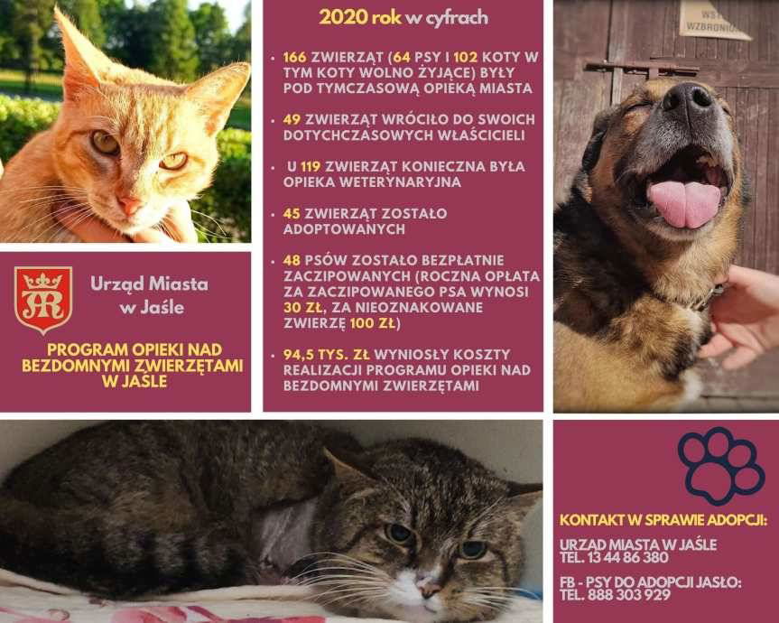Pomoc dla bezdomnych zwierząt w Jaśle