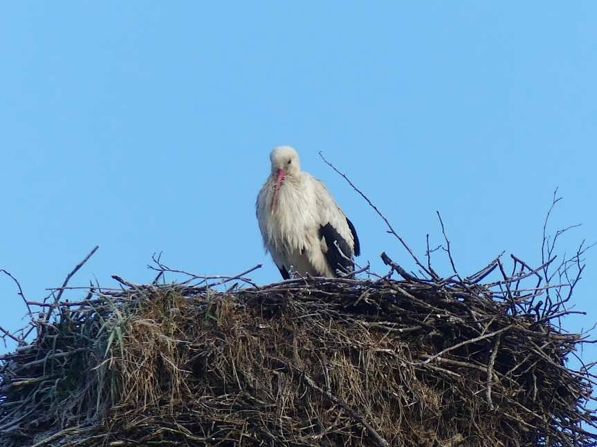Pierwszy bocian w Skołyszynie