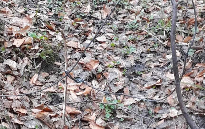 Wnykarz wpadł w "sidła"