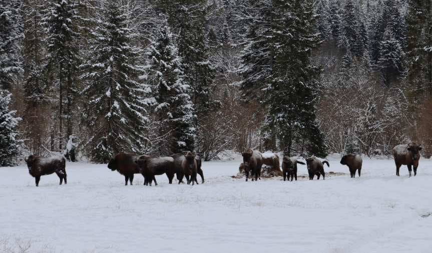 Od czterech lat na wolności