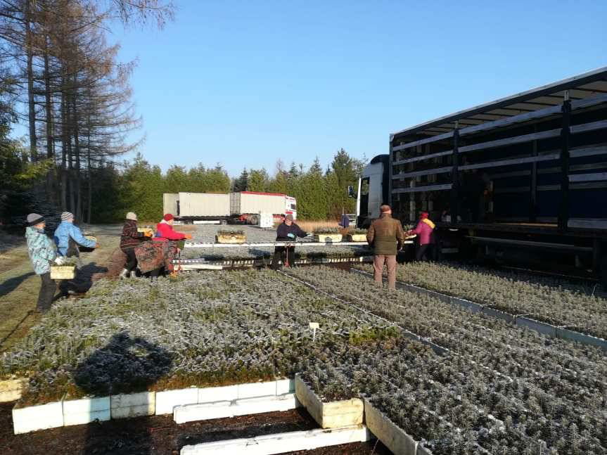 Posadzą ponad 12 milionów drzewek