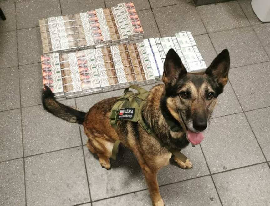 Niezawodny nos Cedry