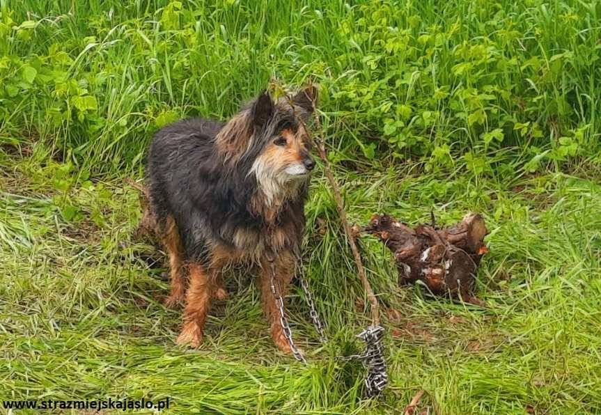 Jasło. Zostawił psa przywiązanego do gałęzi