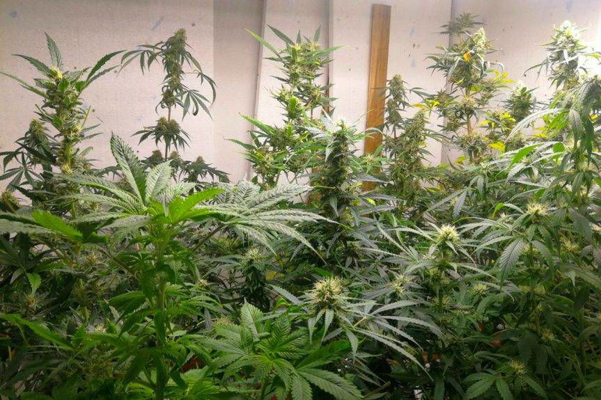 Policjanci zlikwidowali plantacje konopi indyjskich