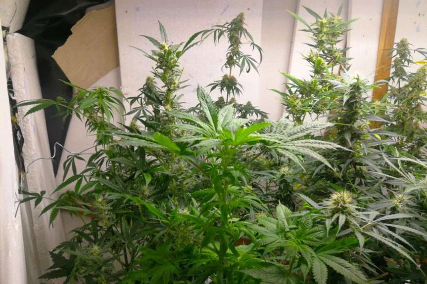 Policjanci zlikwidowali plantacje konopi indyjskich