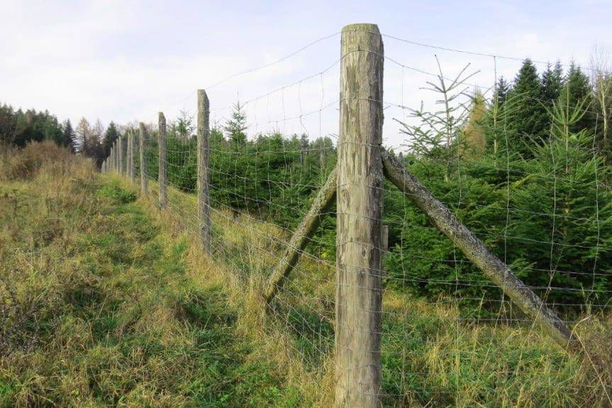 Leśnicy zabezpieczają  młode drzewka przed zwierzyną
