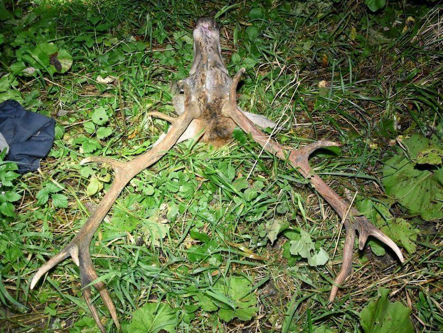 Czech i Słowak nielegalnie polowali w Rozstajne