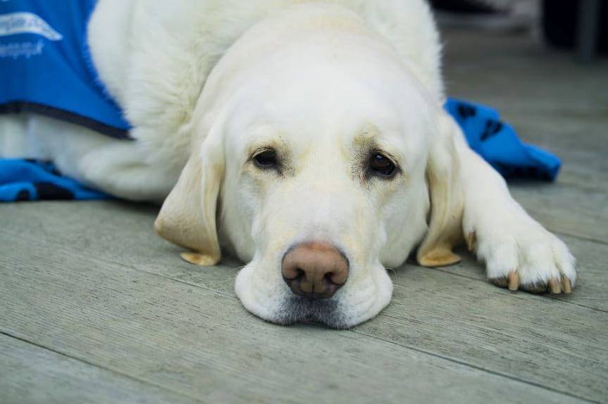 Możesz pomóc czworonogom