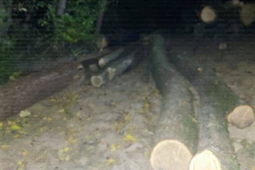 REGION. Kradł drzewo z lasu, wpadł na gorącym uczynku