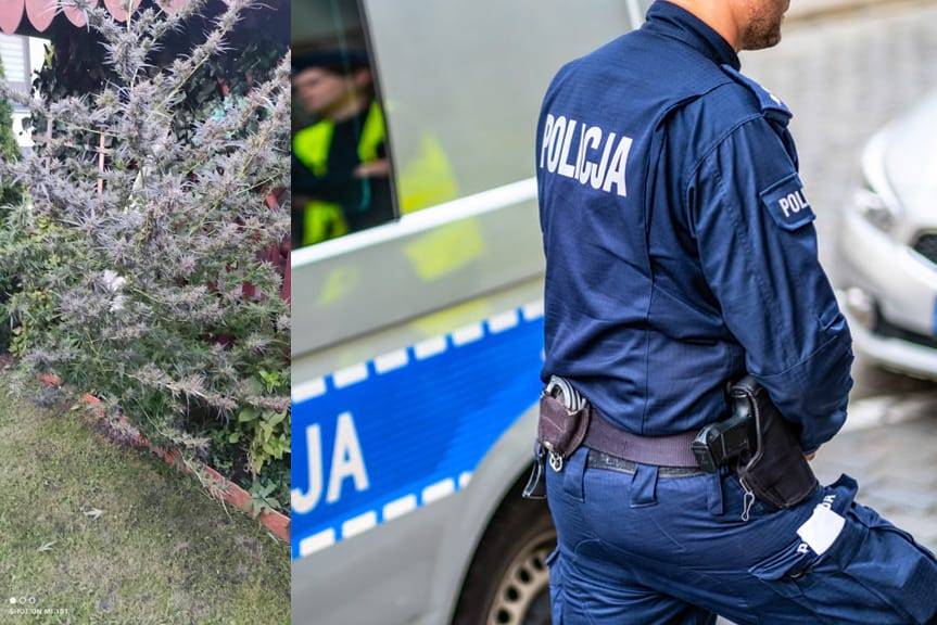 REGION. Starszy mężczyzna uprawiał konopie w swoim ogrodzie