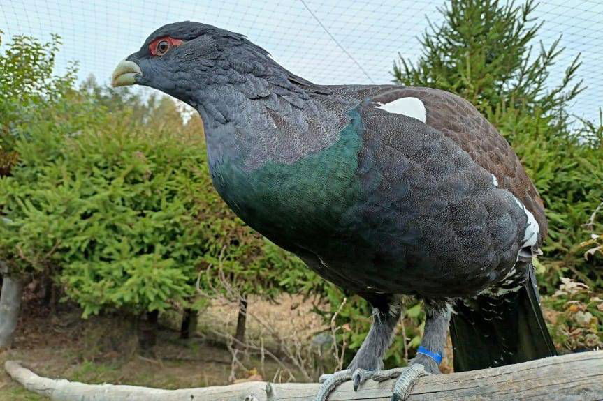 Głuszce czują zimę