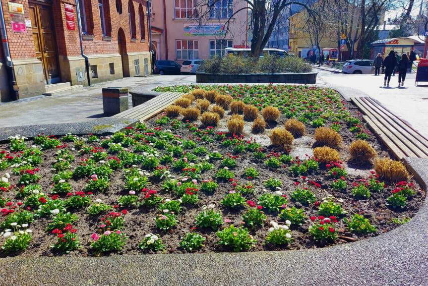 Jasło. W mieście pojawiło się tysiące wiosennych kwiatów